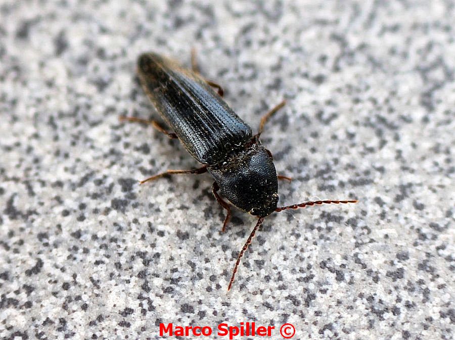 Melanotus sp. , Elateridae